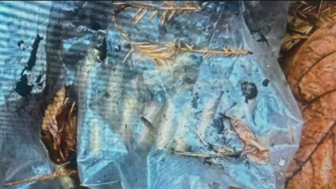 Central Park dogwalker finds bag of bullets tied to CEO killing | Exclusive