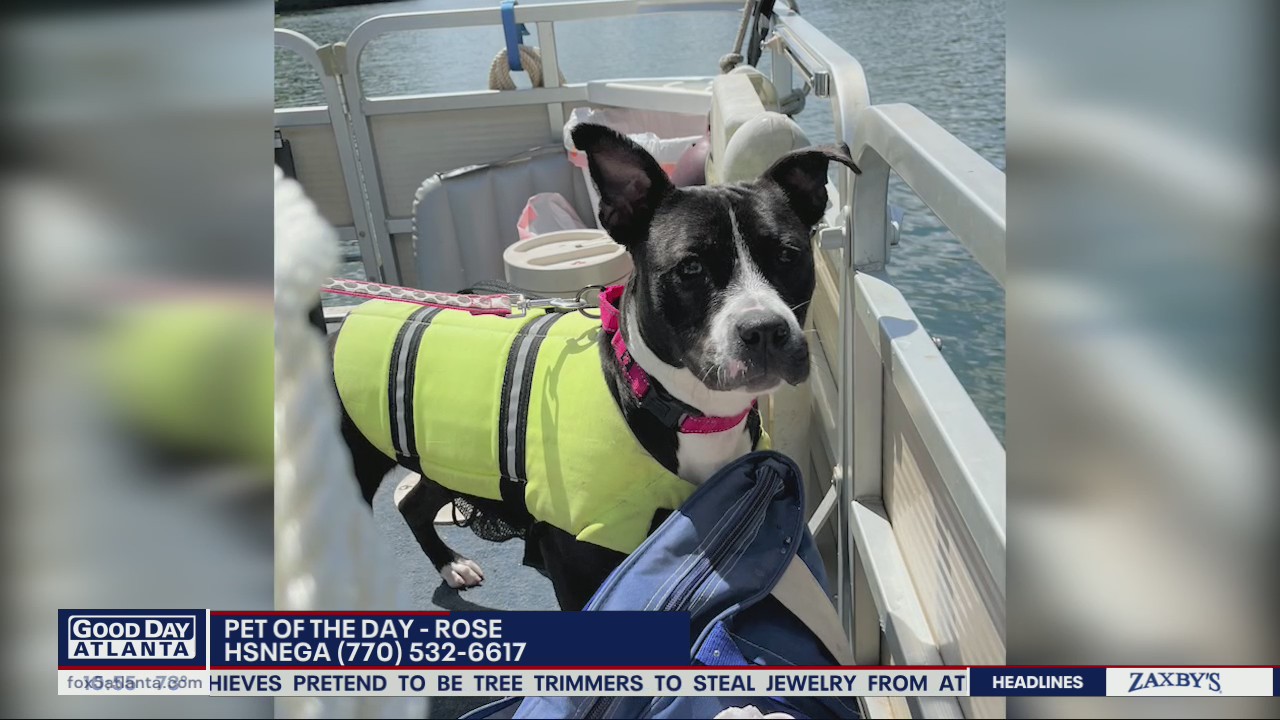 Pet of the day from the Humane Society of Northeast Georgia