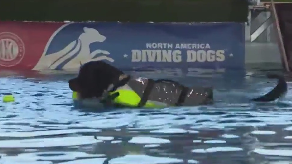 Great American Dog Show takes over McCormick Place