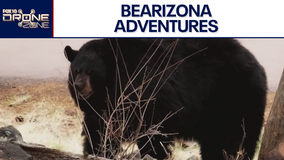 Bearizona celebrates birthday | Drone Zone
