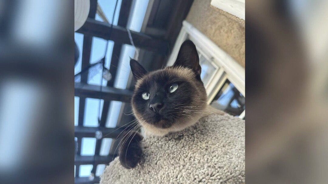 Piper, the cat allegedly stolen by delivery driver