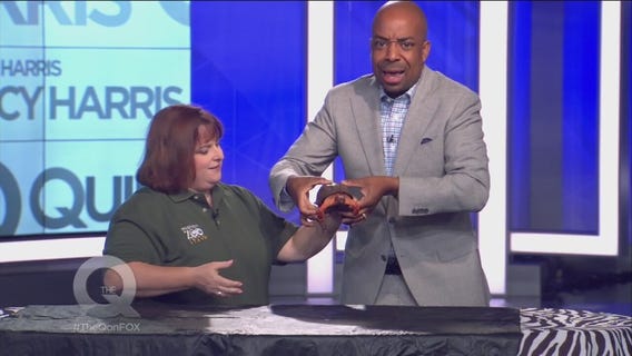 The Zoo Comes To The Q