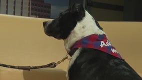 Austin Animal Center introduces 'Pet of the Week' Charo