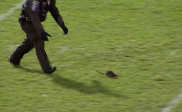 Muskrat on Anoka County football field