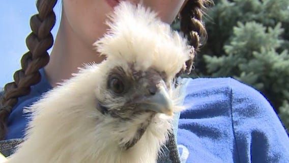 12-year-old works toward goal of leading life of self-sufficiency