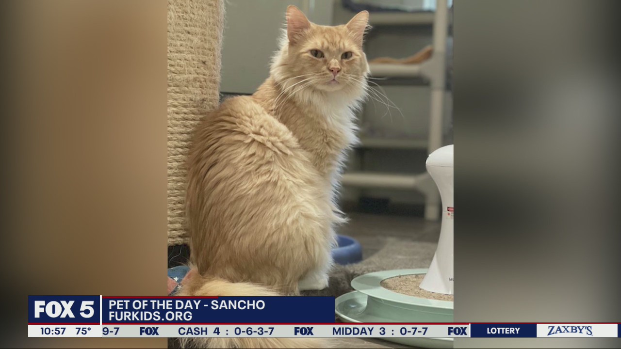 Pets of the Day from Furkids