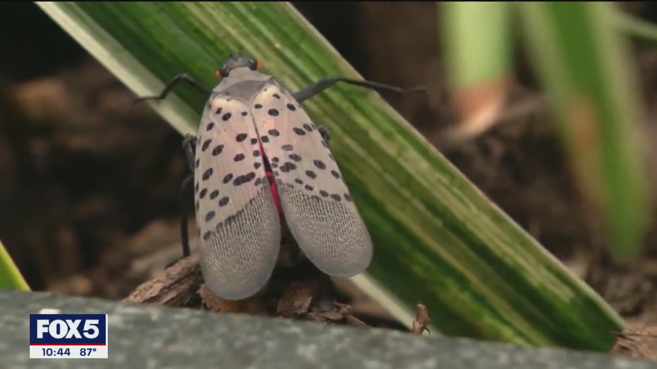 NYC lanternfly populations are at its peak