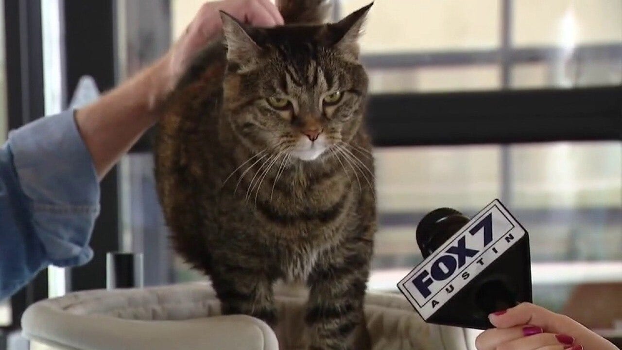 Pet of the weekend | Meet Georgia