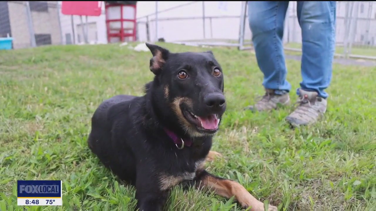 Pet of the day: Judy