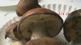 Clinical trials show promise of psychedelic drugs for therapeutic use