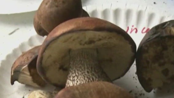 Clinical trials show promise of psychedelic drugs for therapeutic use