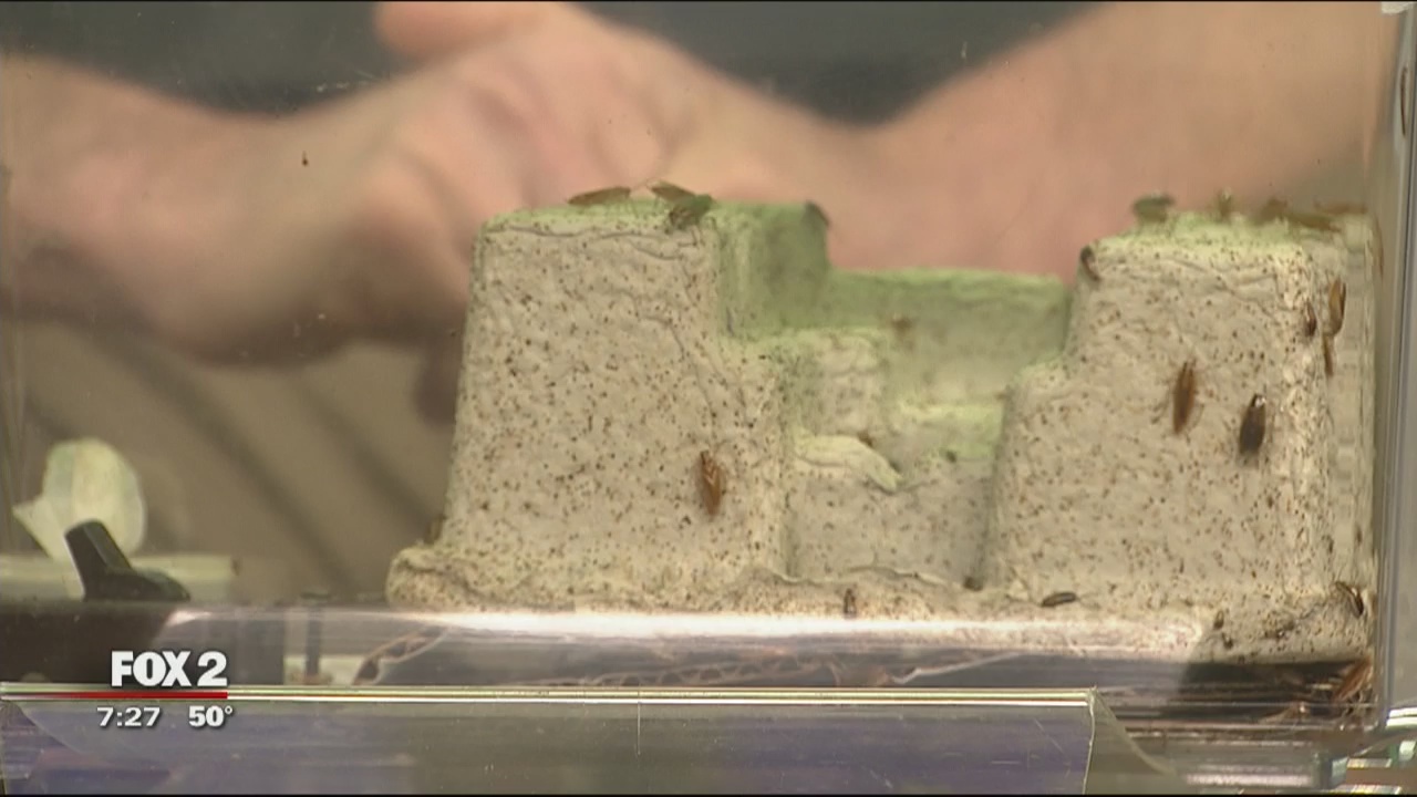 Pesky Pests and Allergies