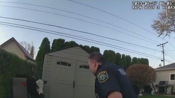 Body cam footage shows wild cow chase in Chicago suburb