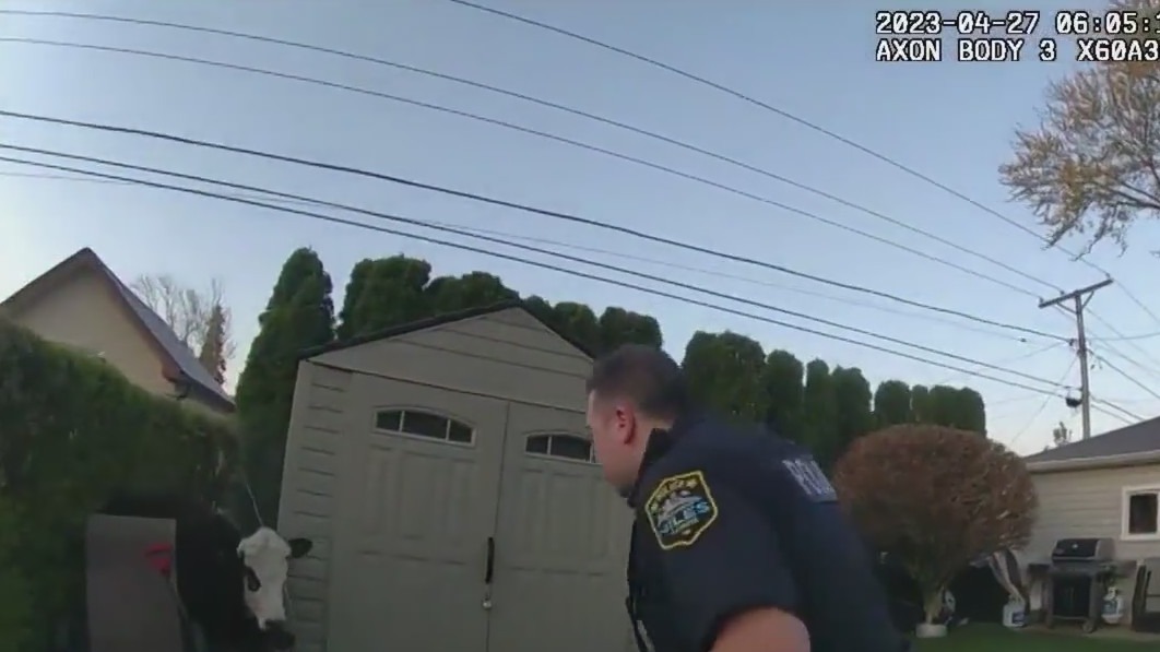 Body cam footage shows wild cow chase in Chicago suburb