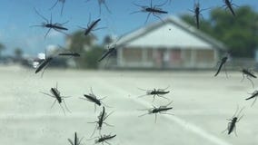 Trying to keep midges away in Sanford