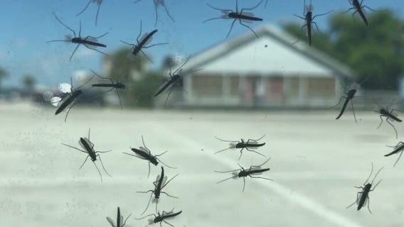 Trying to keep midges away in Sanford