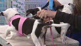 Good Day Atlanta Pets of the Day: Meet the Tony siblings