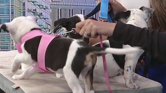 Good Day Atlanta Pets of the Day: Meet the Tony siblings