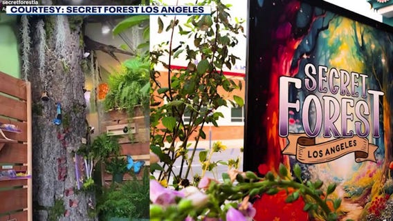 Exploring 'Secret Forest Los Angeles'