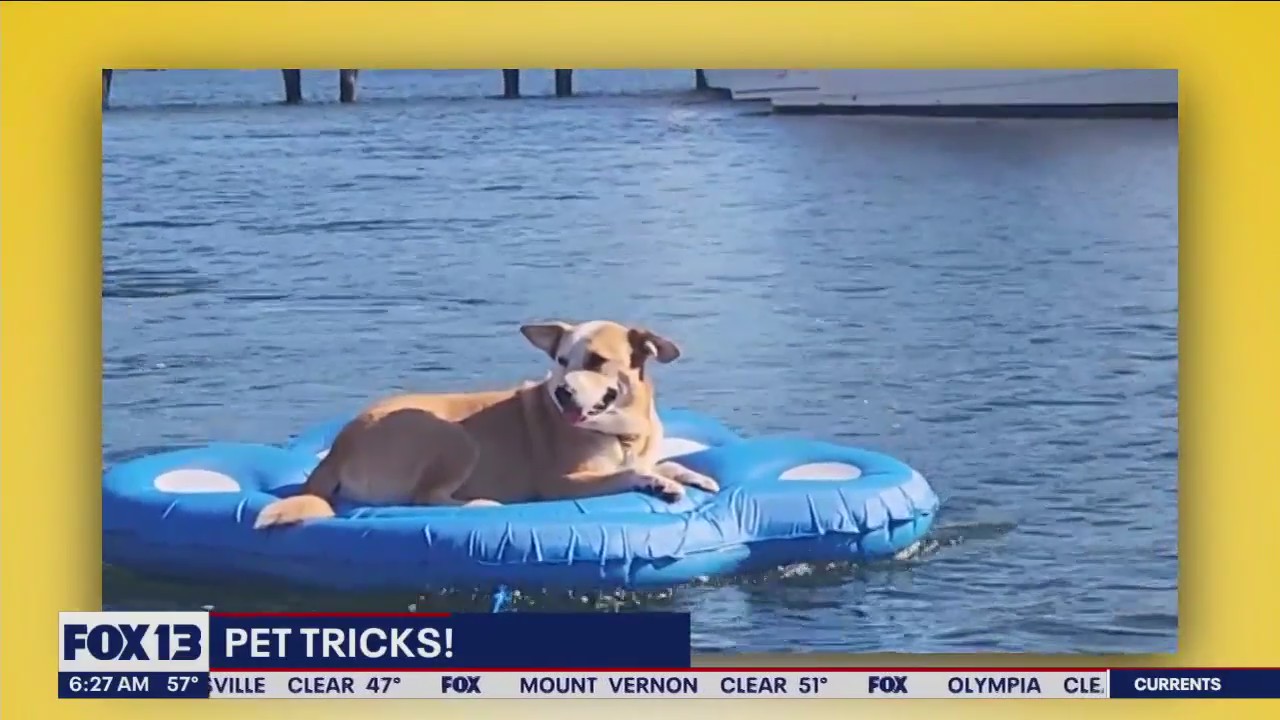 Pet Tricks for Monday, July 31