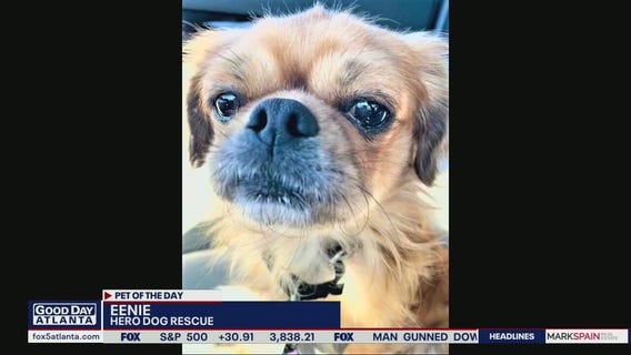Pet of the Day from Hero Dog Rescue