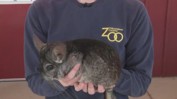 Cute animals at the Zoo