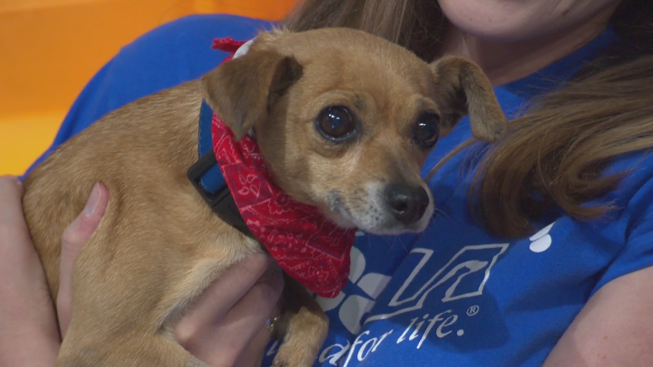 Pet Project: Sandy from spcaLA