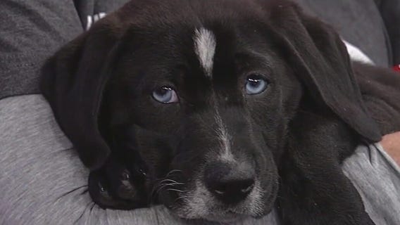 Meet Prosperous: Our Pet of the Day