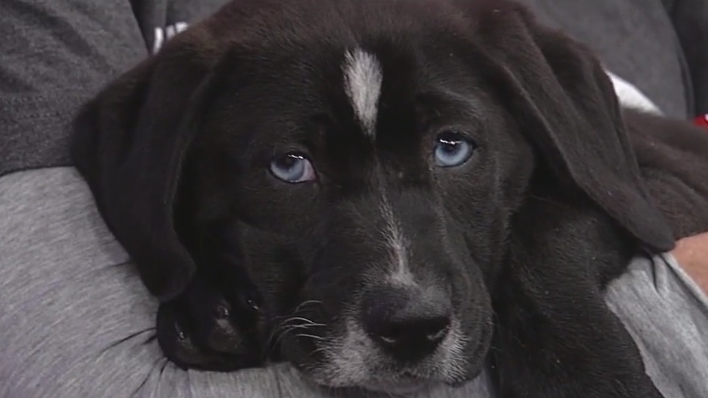 Meet Prosperous: Our Pet of the Day