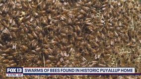 Over 300k bees found inside walls of historic Puyallup house
