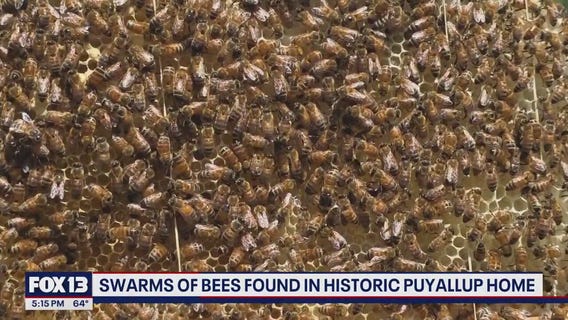 Over 300k bees found inside walls of historic Puyallup house