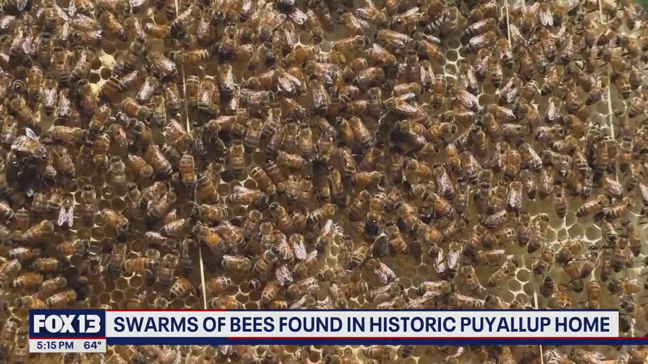 Over 300k bees found inside walls of historic Puyallup house