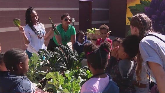 1st graders at Phoenix area school harvest veggies
