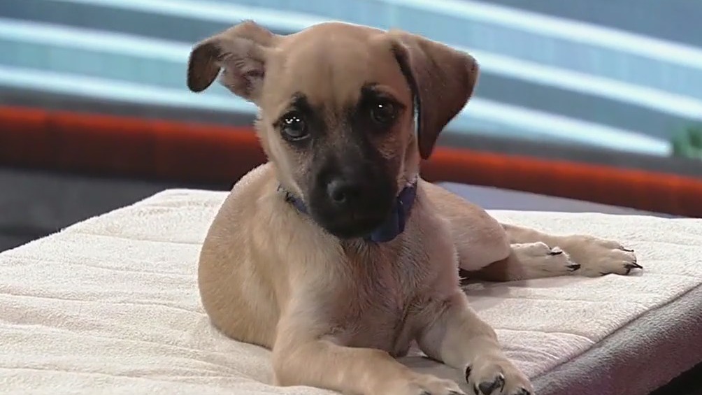 Meet Sebastian: Our Pet of the Day