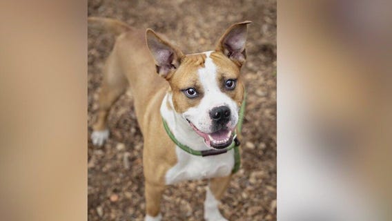 Meet Indiana Jones and Melvin: Our Pets of the Day