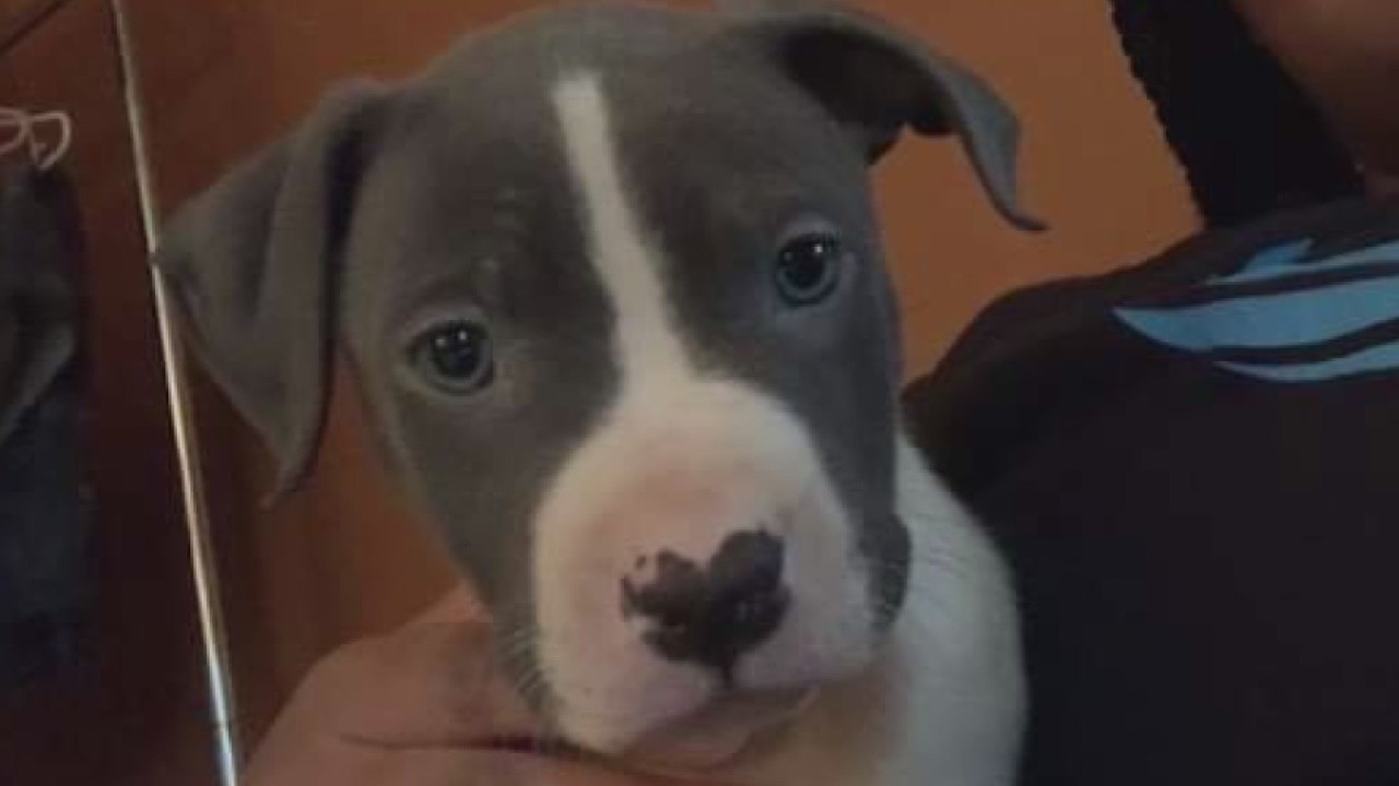 Puppy stolen at gunpoint in Minneapolis, man says