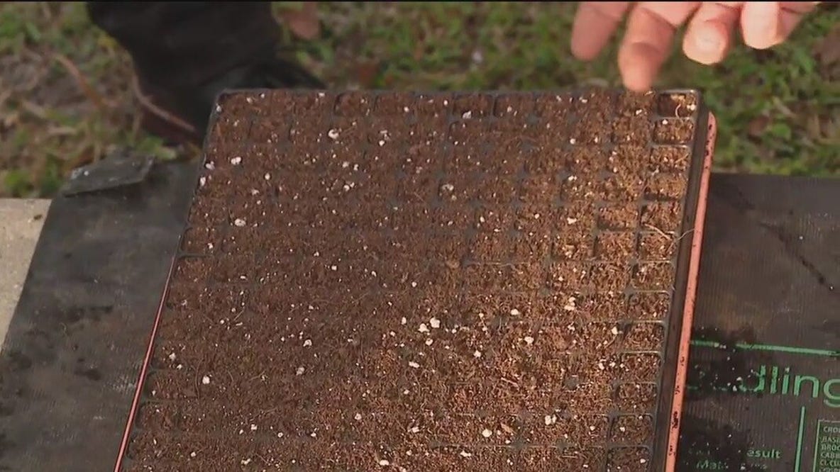 Planting pepper seeds