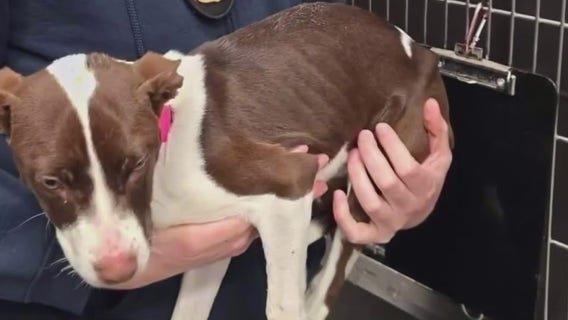 Detroit woman in custody after allegedly stabbing dog