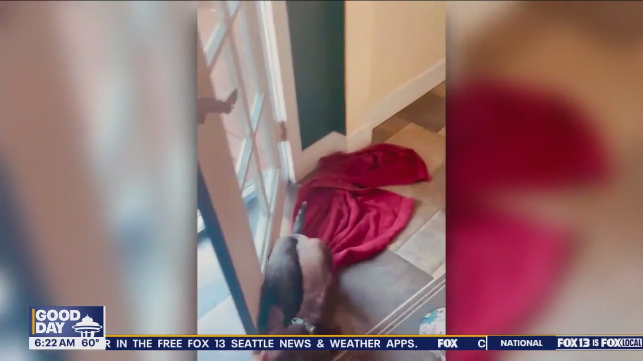 Pet Tricks for Wednesday, August 14