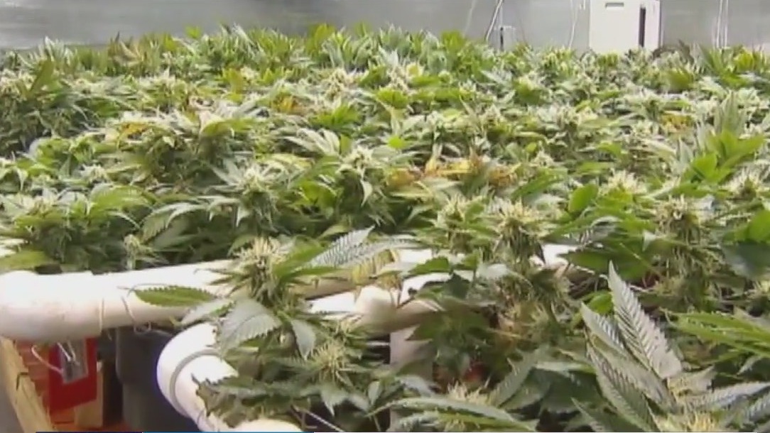 Chicago City Council delays hemp ban vote