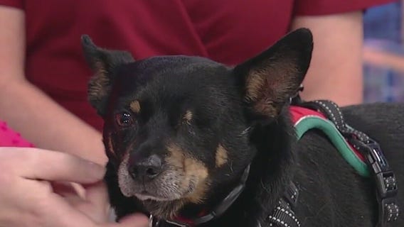 Meet Calisto: Our Pet of the Day