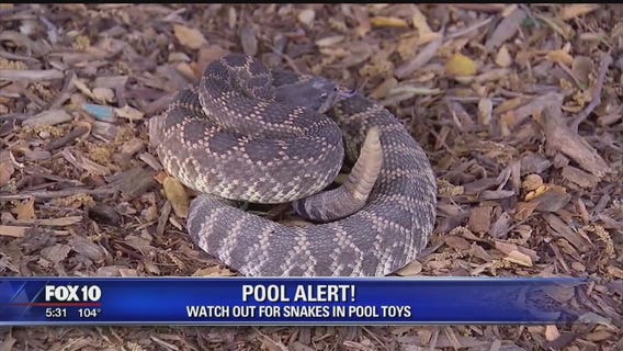 Buckeye Fire Department warns residents that snakes may be in their pool noodles