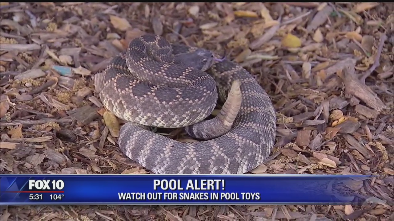 Buckeye Fire Department warns residents that snakes may be in their pool noodles