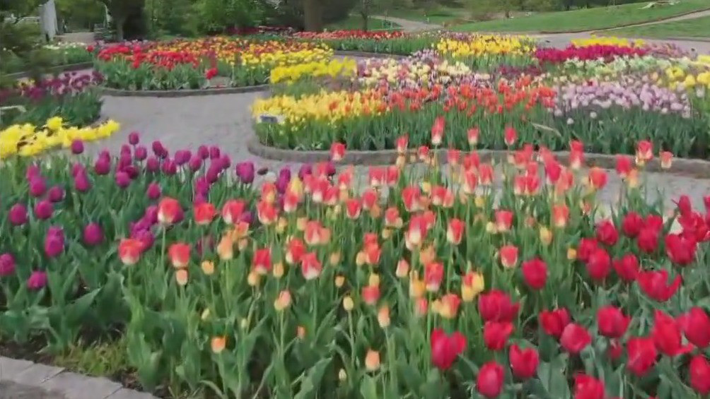 Tulips in bloom at MN Landscape Arboretum | FOX 9 Minneapolis-St. Paul