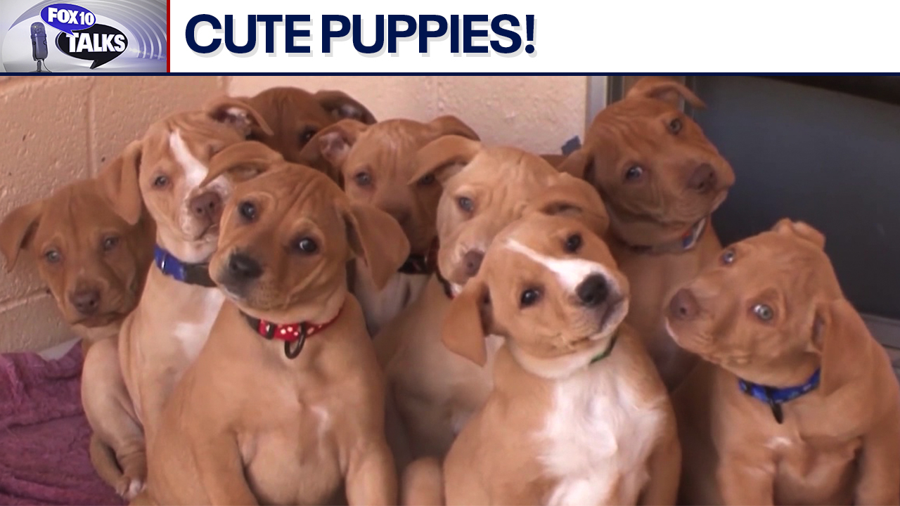 Cute puppies on set! l FOX 10 Talks