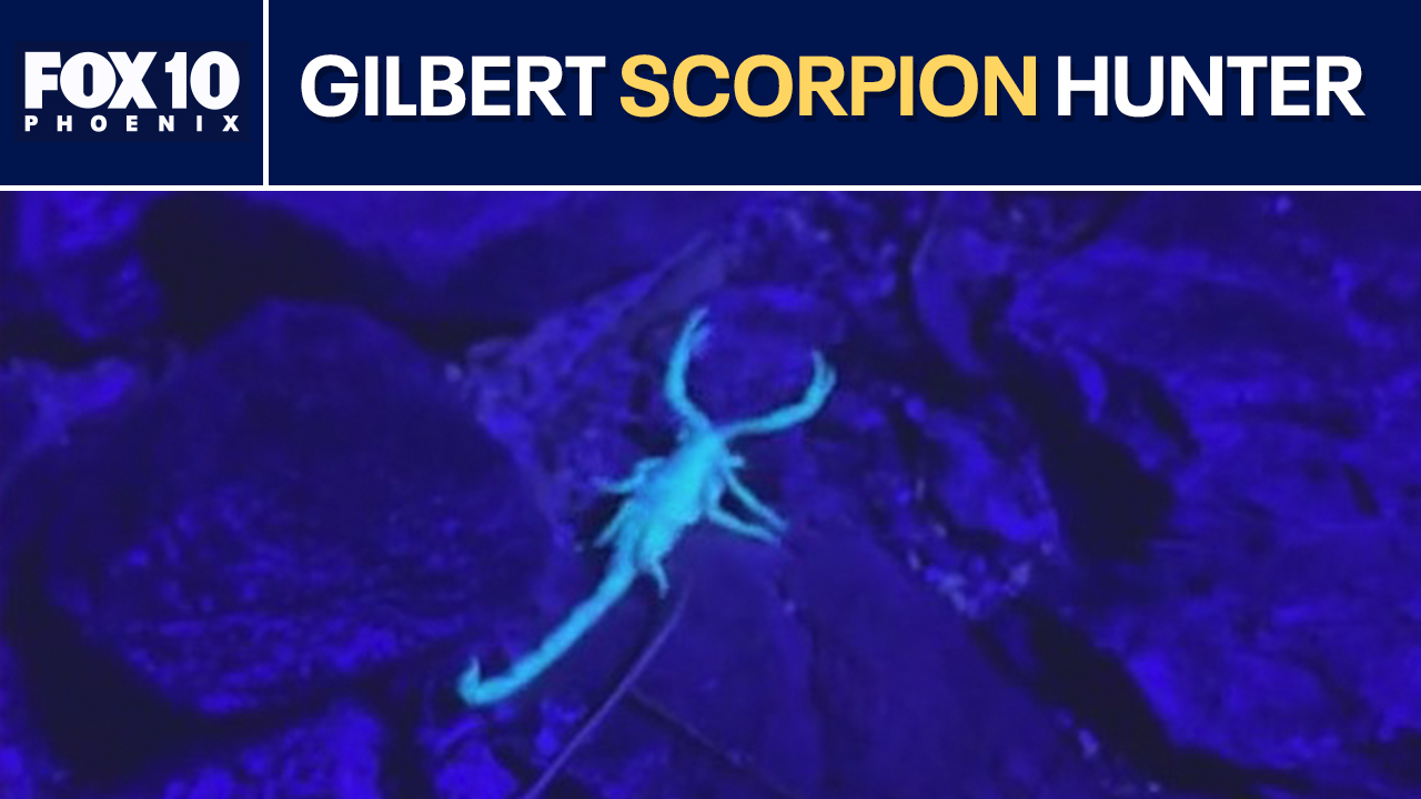 Gilbert man hunts scorpions using black light
