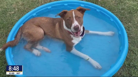 Dog of the Day: Cinnamon