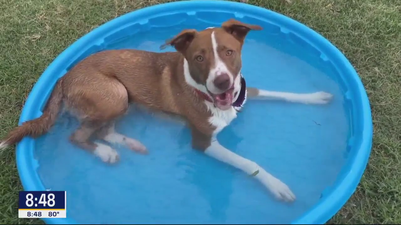 Dog of the Day: Cinnamon