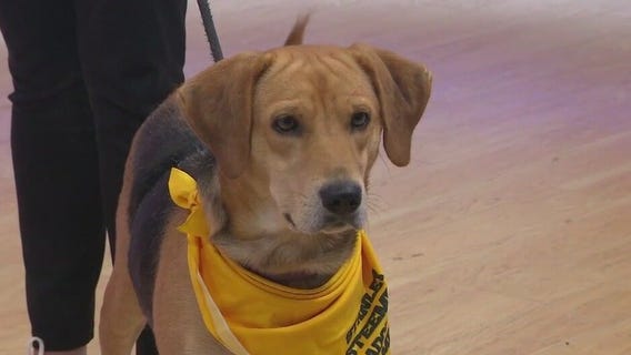 Adopt-A-Pet: Meet Lizzy