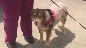 Florida woman says was dog stolen, shaved